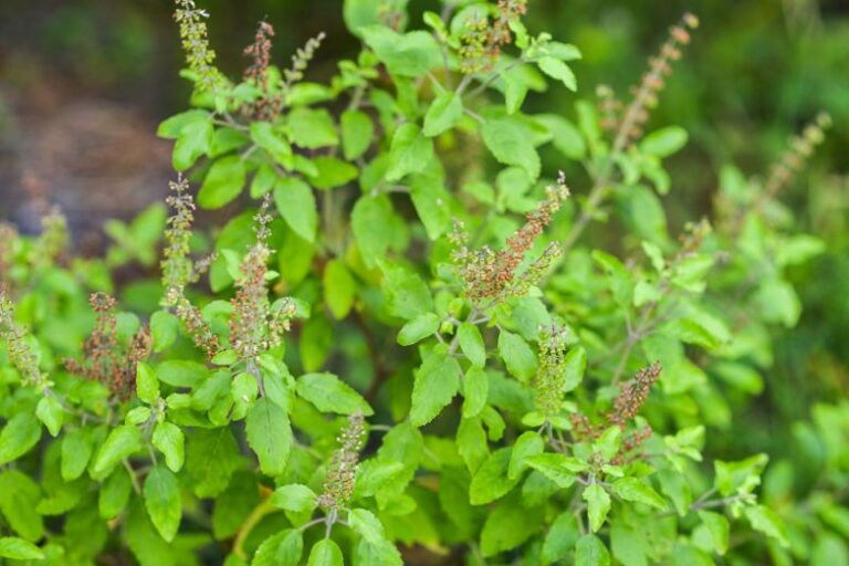 2 Holy Basil (Ocimum tenuiflorum Ocimum sanctum)